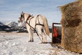 Free Loaded For Feeding Royalty Free Stock Photos - 8118058