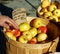 Free Organic Apples Stock Photos - 8112263