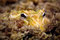 Free Yellow Frog Stock Image - 8113951