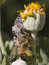 Free Spider Captures Bee Royalty Free Stock Images - 8116689