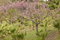 Free Cherry Tree In Flower Stock Image - 8125201