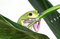 Free Frog Royalty Free Stock Images - 8132609