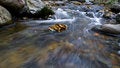 Free In A Hurry Stock Photography - 8141142