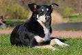 Free Adorable Dog Royalty Free Stock Photos - 8143748