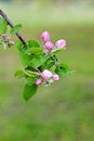 Free Apple Blooming Stock Photos - 8143943