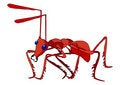 Free Red Ant Stock Images - 8146974