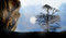 Free Lonely Tree Landscape Royalty Free Stock Image - 8144806