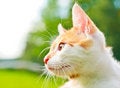 Free Adorable Kitty Stock Photography - 8150032