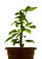 Free Plant Royalty Free Stock Image - 8152106