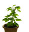 Free Plant Stock Photos - 8152733
