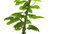 Free Plant Stock Photography - 8152772