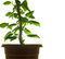 Free Plant Stock Image - 8152951