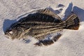 Free Environmental Disaster Stock Image - 8164251