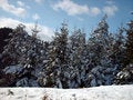 Free Trees Royalty Free Stock Photos - 8165158