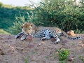 Free Leopard With Menacing Stare, Namibia Royalty Free Stock Photography - 8166877