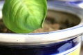 Free Green Leaf Stock Photos - 8168313