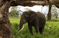 Free Elephants - The Largest Land Animals. Stock Photo - 8169020