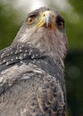 Free Bird Of Prey 2 Stock Photo - 8169090