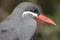 Free Inca Tern Stock Photo - 8162870