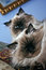 Free Persian Himalayan Brother Cats Royalty Free Stock Image - 8165236