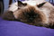 Free Resting Cat Royalty Free Stock Photography - 8165267