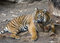 Free Tiger Royalty Free Stock Image - 8165936