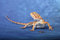 Free Bearded Dragon Stock Photo - 8166160
