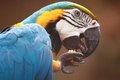 Free Blue-and-gold Macaw Stock Image - 8170831