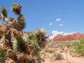 Free Colourful Desert Landscape And Vegetation Royalty Free Stock Image - 8175796