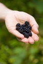 Free Blackberries Stock Images - 8176274