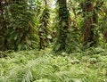 Free Fern Forest Royalty Free Stock Photography - 8177017