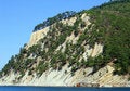 Free Relict Trees On A Rock Stock Images - 8177084
