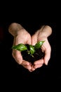 Free Plant In Hands Stock Image - 8179201