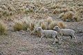Free Two Sheeps Wandering Uphill Royalty Free Stock Image - 8179856