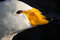 Free Portrait Of A Swan Stock Images - 8172394
