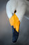 Free Portrait Of A Swan Stock Images - 8172414