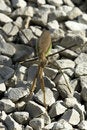 Free Pray Mantis Insect Stock Photo - 8181440