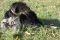 Free Hunter Dog Royalty Free Stock Photo - 8183225