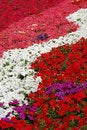 Free Colorful Flowers Wallpaper Royalty Free Stock Photography - 8184517