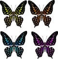 Free Butterfly Four Color Variation Stock Photo - 8187060