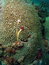 Free Christmas Tree Worms Stock Image - 8180601