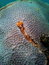 Free Christmas Tree Worms Stock Photos - 8180623