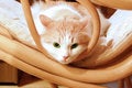 Free Green Eye Cat Royalty Free Stock Images - 8192709
