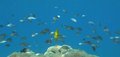 Free Yellow Tang & Black Fin Chromis Royalty Free Stock Photography - 8193807