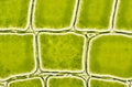 Free Crocodile Skin Macro Royalty Free Stock Photo - 8198355