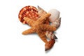 Free Sea Shell Group Stock Photos - 8199493