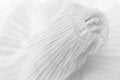 Free Close-up Of Garlic Bulb In B&W (abstract) Royalty Free Stock Images - 8199929