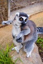 Free Cheeky Lemur Stock Images - 822094