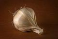 Free Dried Garlic Bulb Royalty Free Stock Images - 824729