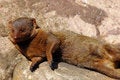 Free Meerkat Royalty Free Stock Photos - 826078